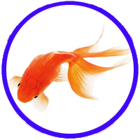 آبزیان آب شیرین 